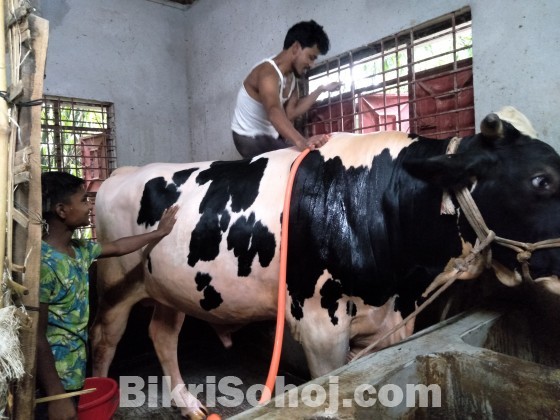 কোরবানির পশু